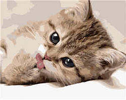 Розмальовка для дорослих Strateg Маленький котик (SR-B-VA-0522) 40 х 50 см