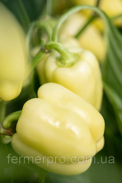 Насіння перцю Бурабеле F1 (Burabella F1) RZ, 100 насіння, Rijk Zwaan, фото 1