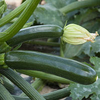 Семена кабачка Базальт F1 (Spark Seeds), поштучно ранний гибрид, цукини тёмно-зелёного цвета