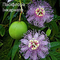 Насіння маракоку, пасіфлори інкарнати, Passiflora incarnata 5 шт