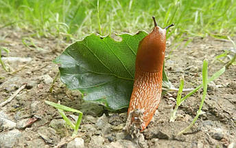 Засіб від слимаків брос у гранулах 3 кг Снаколь Snacol, Bros, фото 3