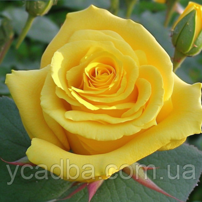 Троянда чайно-гібридна Брайтон (тубус), фото 1