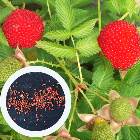 Насіння ягід