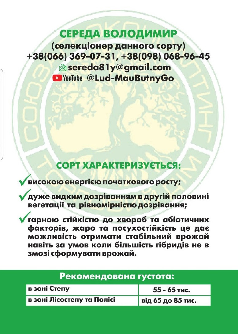 Семена сортового подсолнечника Владимир, 90-95 дней, протравленные, фр. 2,8 стандарт - фото 2 - id-p1765206936