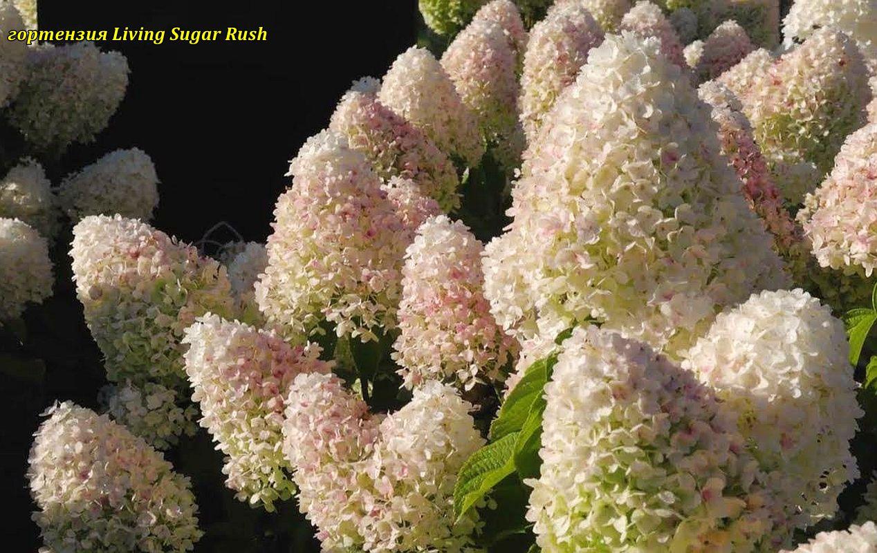 Гортензія метильчаста Living Sugar Rush ( Ливинг Шугар Раш) горщик 5 л 3-4 роки