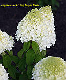 Гортензія метильчаста Living Sugar Rush ( Ливинг  Шугар Раш) горщик 5 л 3-4 роки, фото 3