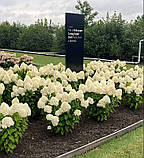 Гортензія метильчаста Living Sugar Rush ( Ливинг  Шугар Раш) горщик 5 л 3-4 роки, фото 7