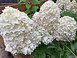 Гортензія метильчаста Living Sugar Rush ( Ливинг  Шугар Раш) горщик 5 л 3-4 роки, фото 8