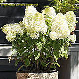 Гортензія метильчаста Living Sugar Rush ( Ливинг  Шугар Раш) горщик 5 л 3-4 роки, фото 6