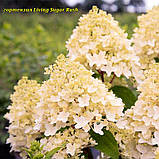 Гортензія метильчаста Living Sugar Rush ( Ливинг  Шугар Раш) горщик 5 л 3-4 роки, фото 4