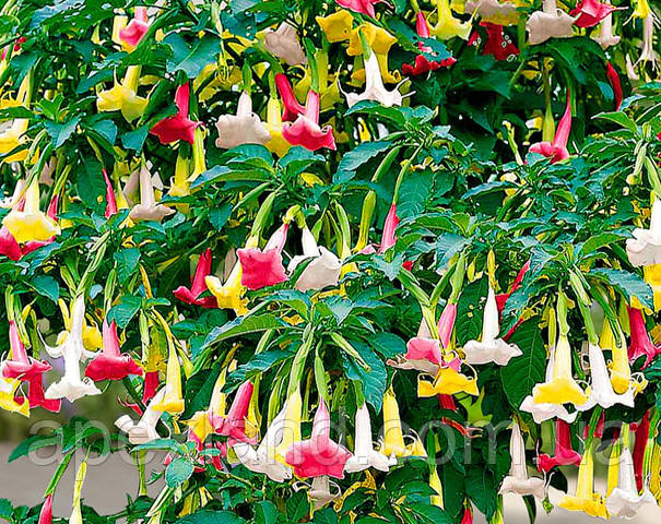 Датура (Brugmansia) триколор. Три кольори в одному горщику.