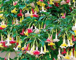 Brugmansia ( дурман, датура) триколор. Три кольори в одному горщику.