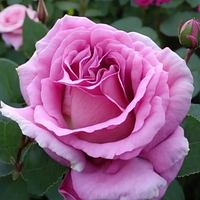 Роза чайно-гибридная Либерти Парфум