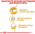 Вологий корм Royal Canin Maine Coon Adult для Мейн-кунів, пауч 85г, фото 6