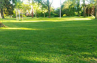 Насіння газонних трав Тіньової газон (травосуміш)1кг «стійкий до витоптування» низькорослий супер газон
