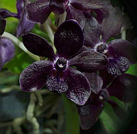 Орхідея Rhy.gigantea Sri-Siam, доросла рослина без квітів.