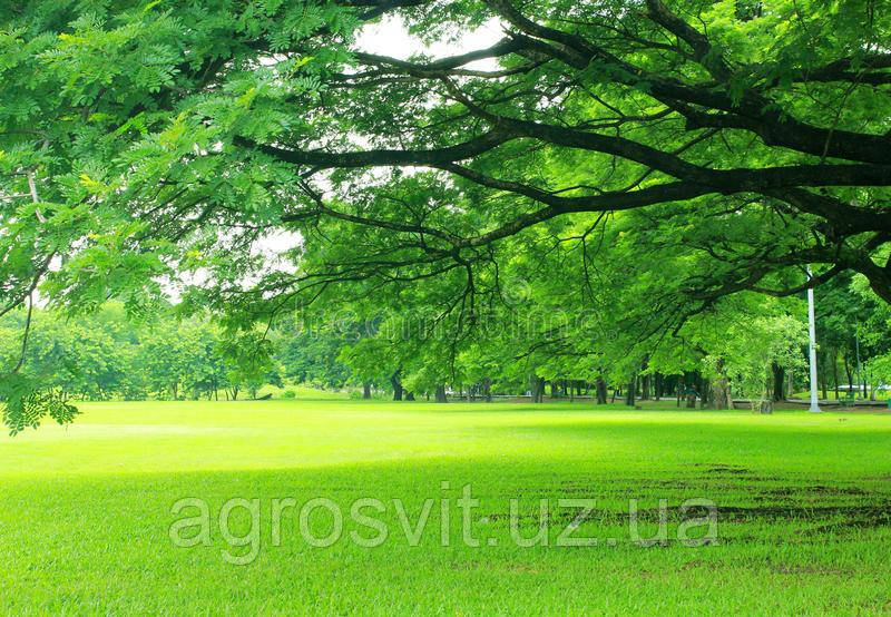 Насіння Газонна трава "Сухостійка" 5 кг суміш для посушливих місць газон щільний низькорослий