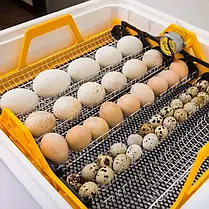 Інкубатор для яєць автоматичний Теплуша Greeny 88 ТА, фото 2