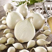 Цибуля сіянка (тиканка, сівок) Гледстоун 10-21 500 г, Голандія