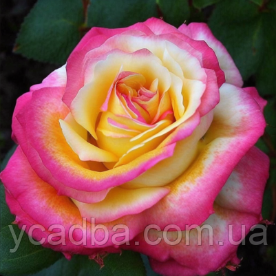 Троянда чайно-гібридна Східний Експрес, фото 1