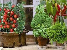 Насіння кімнатних квітів, овочів та прянощів.