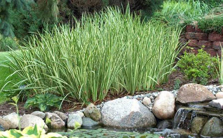 Аир звичайний Пестролистий, фото 2
