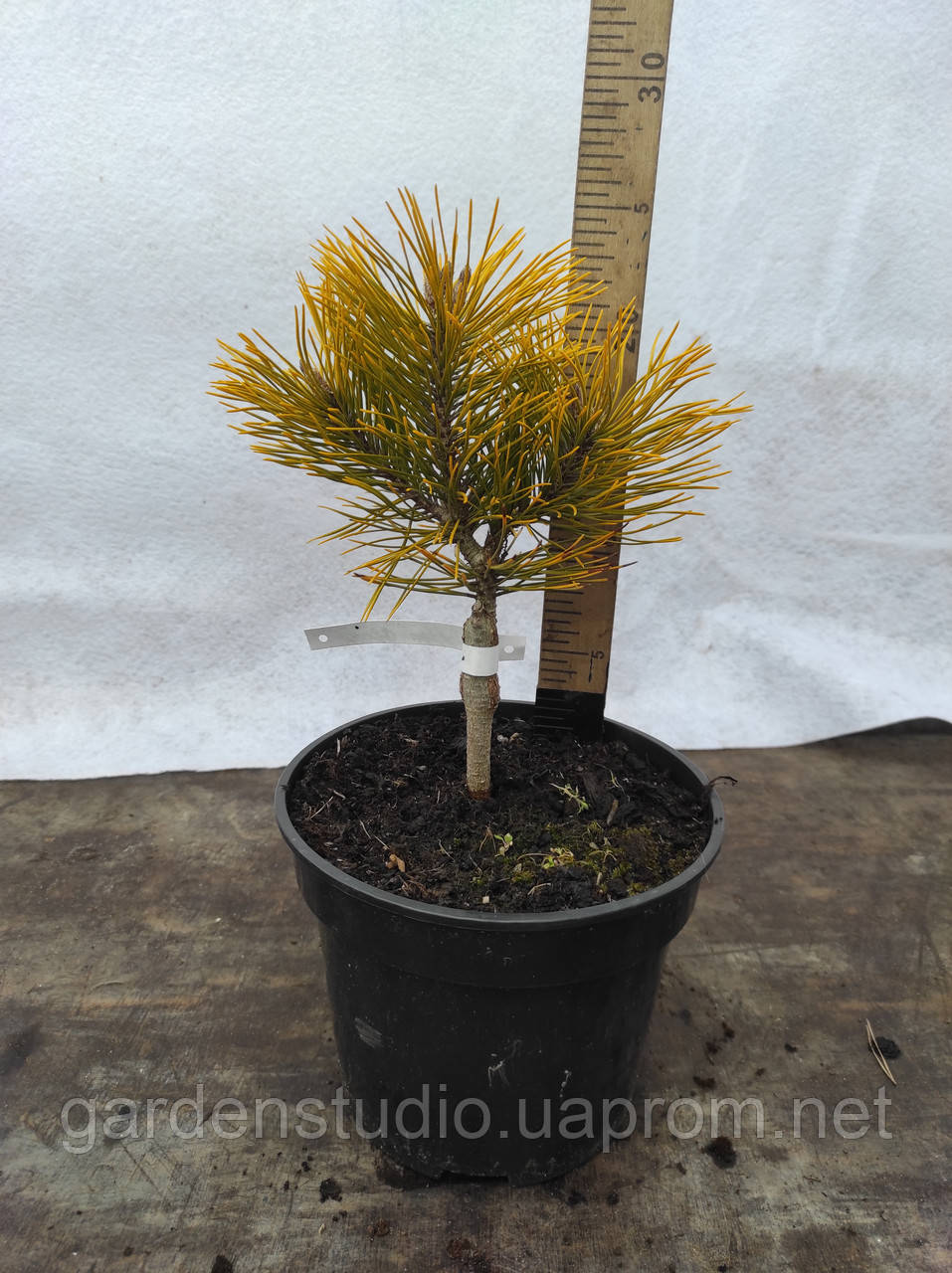 Сосна горная Голден Глоу (Pinus mugo Golden Glow) - фото 2 - id-p568454377