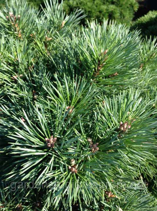 Сосна звичайна Шантри Блю (Pinus sylvestris 'Chantry Blue')
