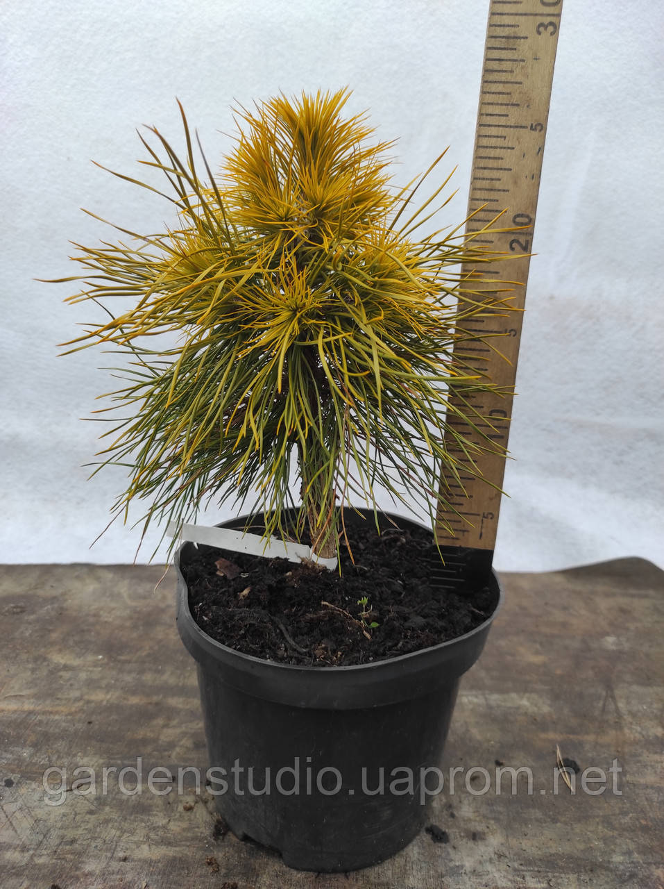 Сосна обыкновенная "Глобоза Виридис" (Pinus sylvestris 'Globosa Viridis' - фото 2 - id-p743638481