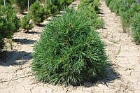 Сосна обыкновенная "Глобоза Виридис" (Pinus sylvestris 'Globosa Viridis'