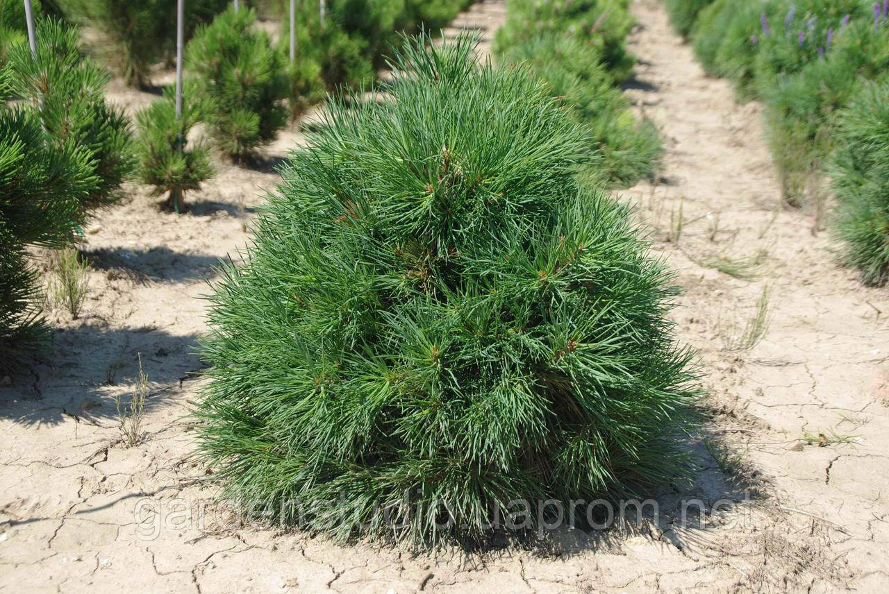 Сосна обыкновенная "Глобоза Виридис" (Pinus sylvestris 'Globosa Viridis' - фото 1 - id-p743638481