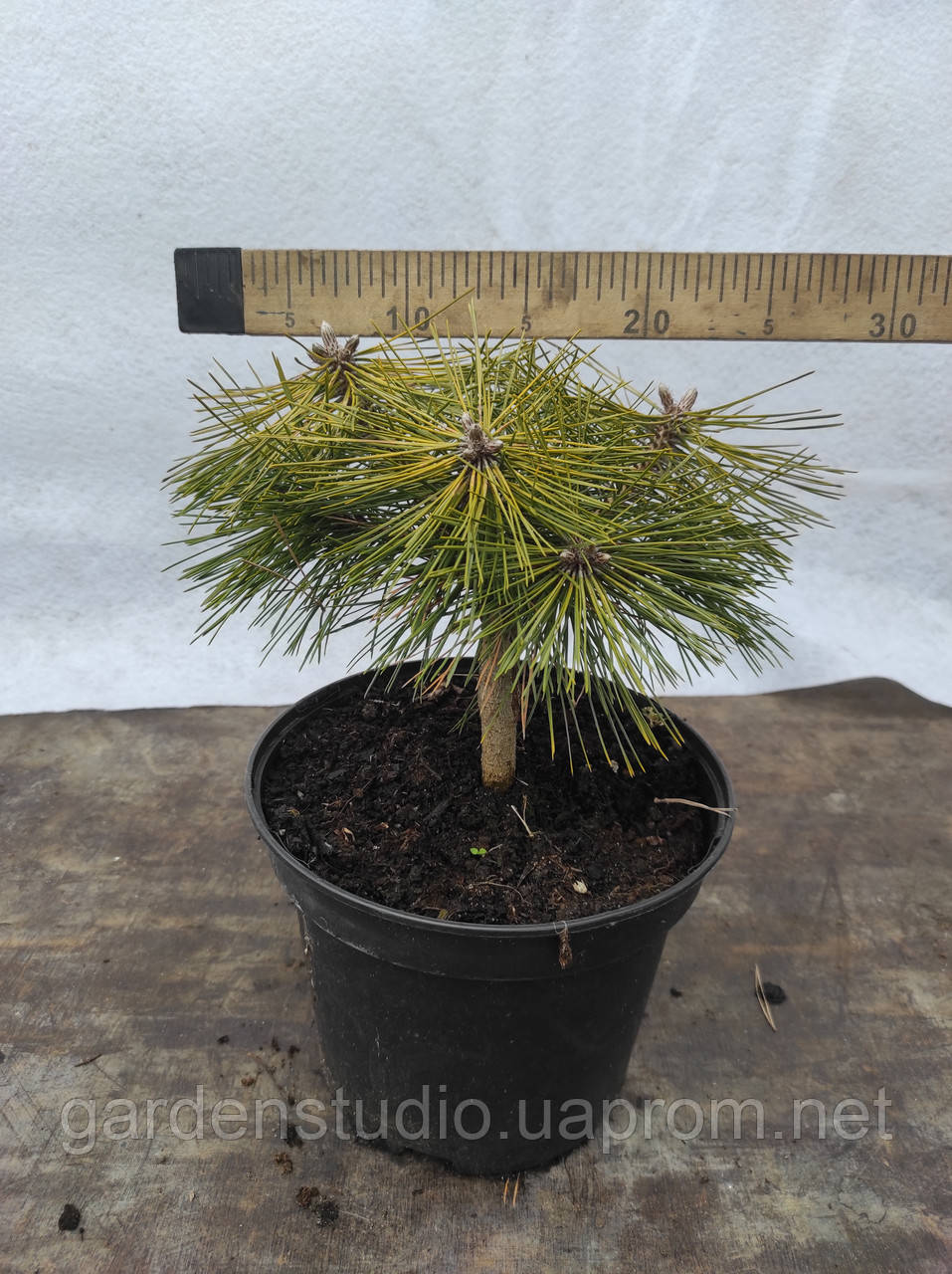 Сосна густоцветковая Жан Клаус (Pinus densiflora Jane Kluis) - фото 2 - id-p899495031