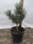 Сосна звичайна Ватерери (Pinus sylvestris 'Watereri'), фото 2