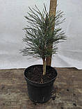 Сосна звичайна "Фастигіата" (Pinus sylvestris 'Fastigiata'), фото 2