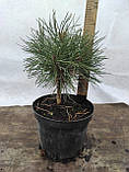 Сосна звичайна Шантри Блю (Pinus sylvestris 'Chantry Blue'), фото 2