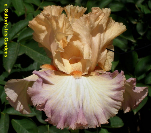 Ірис Mango Mixer (Sutton 2011) (сажінки), фото 1