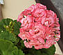 Пеларгонія Grainger's Antique Rose, фото 3