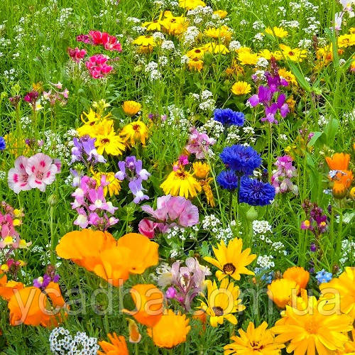 Насіння Трави газонної Альпійський луг mix (200г), фото 1