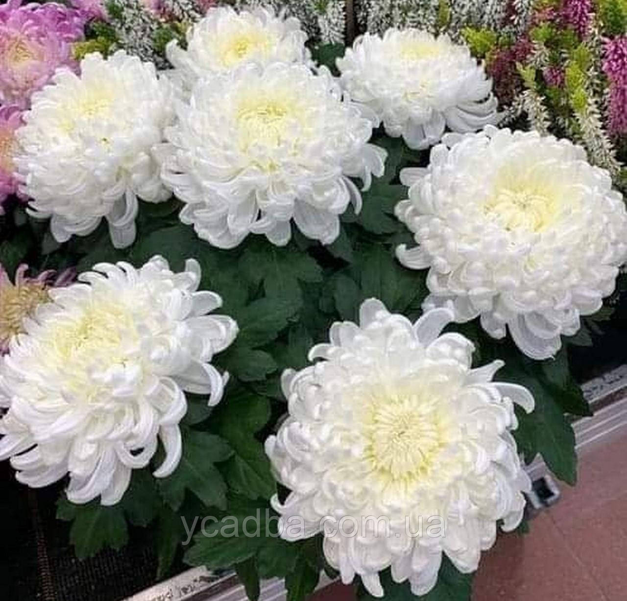 Хризантема великоквіткова Мей Шуесміс (пізня)