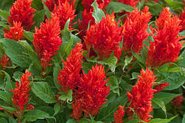 Насіння Целозії Аррабона, 1000 шт., червоної