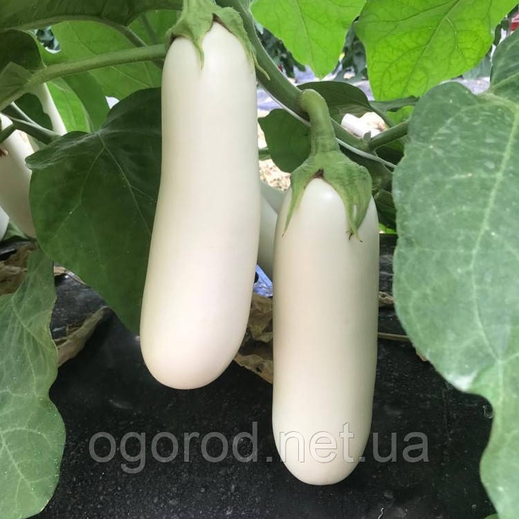 CRX 50153 F1 10 шт білий баклажан Cora Seeds Італія
