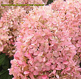 Гортензія метильчаста Magical Sweet Summer (Чарівне солодке літо) горщик 7 л 4р, фото 2