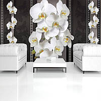 Гостиной 3д фото обои цветы 368х254 см Белые элегантные орхидеи на черном фоне (1292P8)+клей