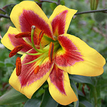 Лілія ОТ гібрид Robert Swanson