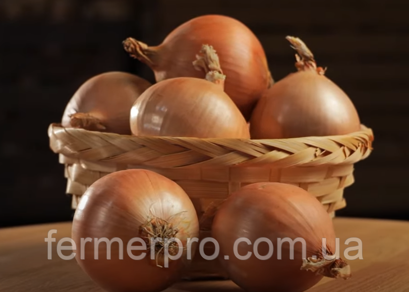 Насіння цибулі Барусо F1, 250 000, Syngenta, фото 1