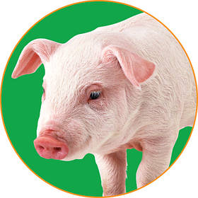 Готові корми для свиней