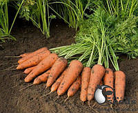 Морковь "Купар" F1 (1,4-1,6 мм) 100 000 сем. Бейо, (Bejo)