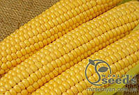 Семена сахарной кукурузы "Ароматная" 1 кг