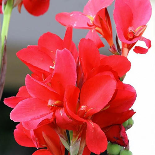 Кана Crimson Beauty Рожевої Луковиці 1 шт. Florium
