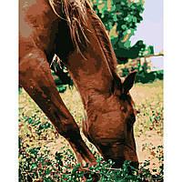 Картина по номерам Strateg Лошадь в лугу размером 40х50 см (DY108)